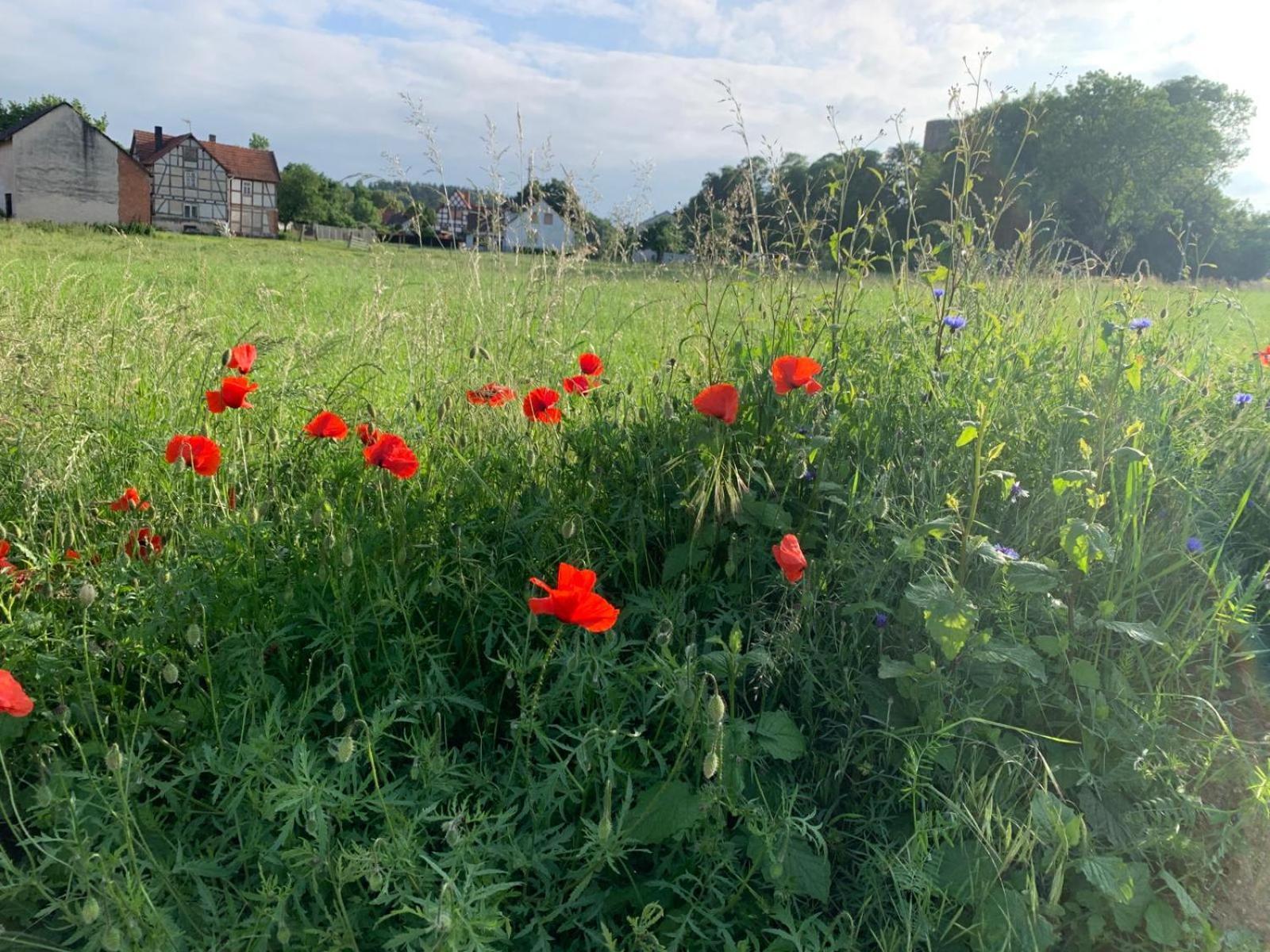 Tiny House Im Gruenen Jesberg
